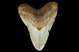 Fossil Megalodon Tooth - North Carolina #124421-1